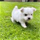 Speelse Maltese pups te koop whatsapp +31685615876 - 5 - Thumbnail