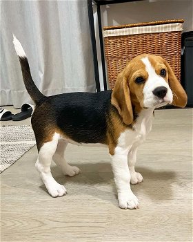 Speelse Beagle-puppy's te koop WhatsApp +31685615876 - 0