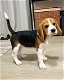 Speelse Beagle-puppy's te koop WhatsApp +31685615876 - 0 - Thumbnail