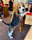 Speelse Beagle-puppy's te koop WhatsApp +31685615876 - 1 - Thumbnail