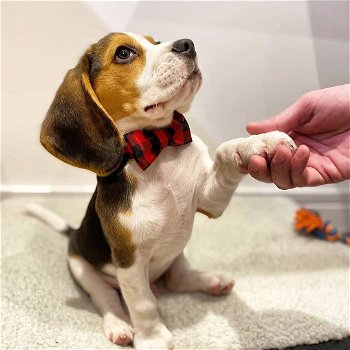 Speelse Beagle-puppy's te koop WhatsApp +31685615876 - 2