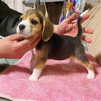 Speelse Beagle-puppy's te koop WhatsApp +31685615876 - 3