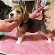 Speelse Beagle-puppy's te koop WhatsApp +31685615876 - 3 - Thumbnail