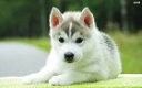 Gift precious litter of purebred miniature siberian husky. - 0 - Thumbnail