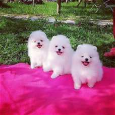 Speelse puppy's van Pommeren te koop WhatsApp +31685615876