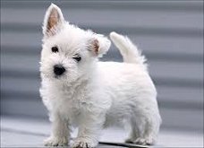 Excellent gift for 3 month old western highland puppies,