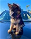 Speelse Duitse herder pups te koop whatsapp +31685615876 - 0 - Thumbnail