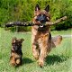 Speelse Duitse herder pups te koop whatsapp +31685615876 - 3 - Thumbnail