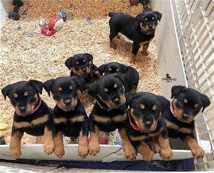 Speelse Rottweiler-puppy's te koop WhatsApp +31685615876 - 0