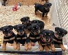 Speelse Rottweiler-puppy's te koop WhatsApp +31685615876 - 0 - Thumbnail