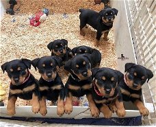 Speelse Rottweiler-puppy's te koop WhatsApp +31685615876