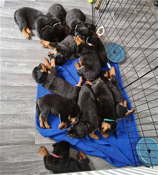 Speelse Rottweiler-puppy's te koop WhatsApp +31685615876 - 2