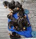 Speelse Rottweiler-puppy's te koop WhatsApp +31685615876 - 2 - Thumbnail