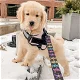 Speelse Golden Retriever-puppy's te koop WhatsApp +31685615876 - 0 - Thumbnail