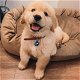 Speelse Golden Retriever-puppy's te koop WhatsApp +31685615876 - 2 - Thumbnail