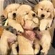 Speelse Golden Retriever-puppy's te koop WhatsApp +31685615876 - 3 - Thumbnail