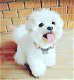 Precious gift purebred miniature maltese bichon - 0 - Thumbnail