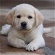 Labrador puppy available - 0 - Thumbnail