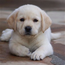 Labrador puppy available