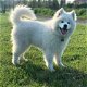 Samoeeydo puppy available - 0 - Thumbnail