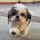 Shitzu puppy available. - 0 - Thumbnail