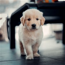 Golden retriever puppy available.
