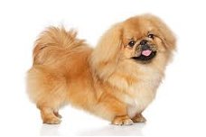 Pekingese puppy available.