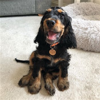 Daffi de cocker spaniel - 0