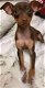 Ryder de dwergpinscher - 0 - Thumbnail