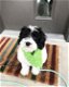 Montana de Sheepadoodle - 0 - Thumbnail