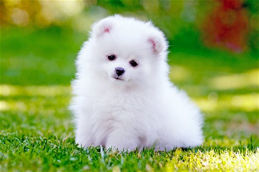 Excellent gift for 3 month old Pomeranian Highland puppies, - 0