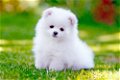 Excellent gift for 3 month old Pomeranian Highland puppies, - 0 - Thumbnail