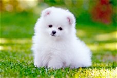 Excellent gift for 3 month old Pomeranian Highland puppies,