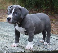 Excellent gift for 3 month old Pitbull Highland puppies, - 0
