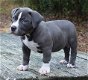 Excellent gift for 3 month old Pitbull Highland puppies, - 0 - Thumbnail