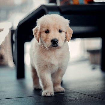Excellent gift for 3 month old Golden Retriever Highland puppies, - 0