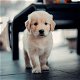 Excellent gift for 3 month old Golden Retriever Highland puppies, - 0 - Thumbnail