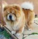 Excellent gift for 3 month old ChowChow Highland puppies, - 0 - Thumbnail