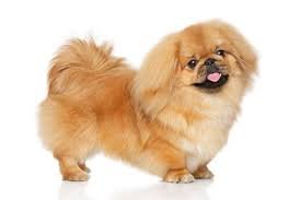 Excellent gift for 3 month old Pekingese Highland puppies, - 0