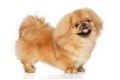Excellent gift for 3 month old Pekingese Highland puppies, - 0 - Thumbnail