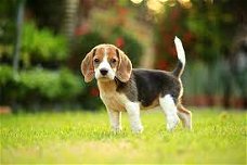 Excellent gift for 3 month old BeagleHighland puppies,