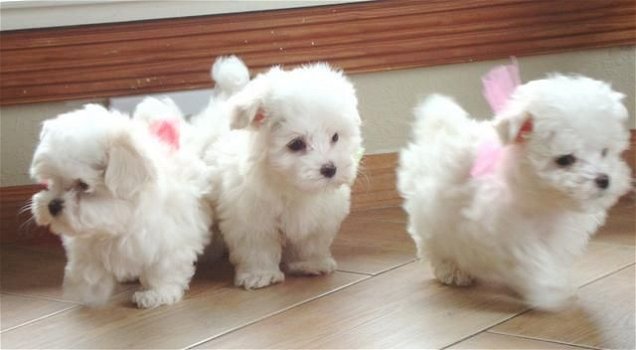 Adorable friendly Maltese puppies available - 0