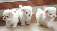 Adorable friendly Maltese puppies available