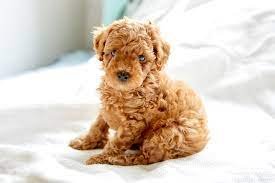 Excellent gift for 3 month old Poodles Highland puppies, - 0