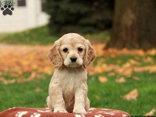 Excellent gift for 3 month old Cocker Highland puppies,