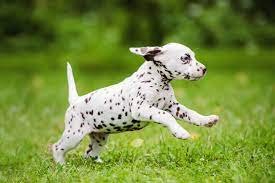 Excellent gift for 3 month old Dalmatian Highland puppies, - 0