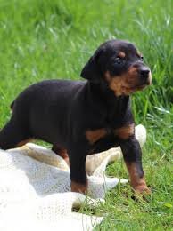 Excellent gift for 3 month old Doberman Highland puppies, - 0