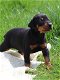 Excellent gift for 3 month old Doberman Highland puppies, - 0 - Thumbnail