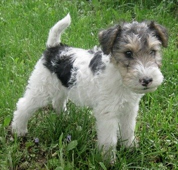 Excellent gift for 3 month old Fox terrier Highland puppies - 0