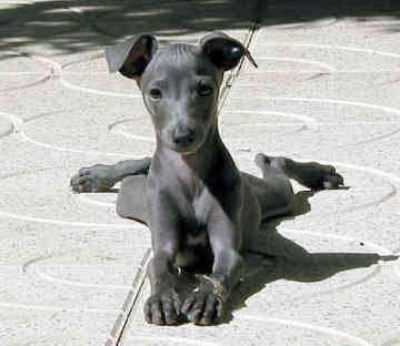 Excellent gift for 3 month old Greyhound Highland puppies, - 0
